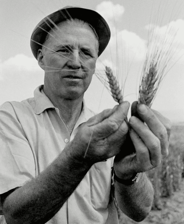 Norman Borlaug American agricultural genius Nobel Prize winner - feeding the world through American innovation