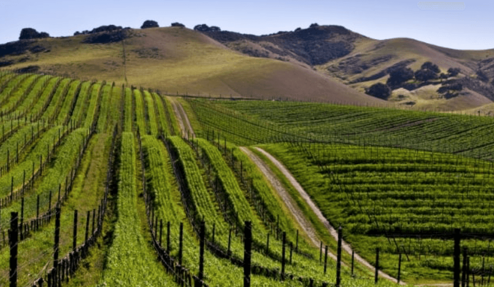 California wine vineyard rolling hills - American agriculture and sustainable farming